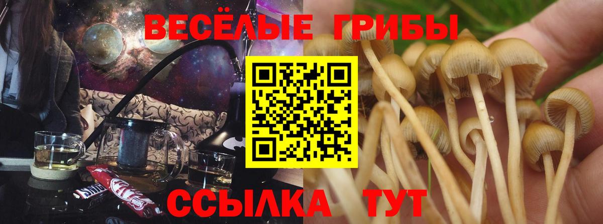 Галлюциногенные грибы мицелий  Вход с VPN  Галлюциногенные грибы Psilocybe  Зерноград 